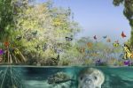 De mangrove als spiegel voor ecosystemen binnen organisaties
