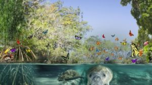De mangrove als spiegel voor ecosystemen binnen organisaties